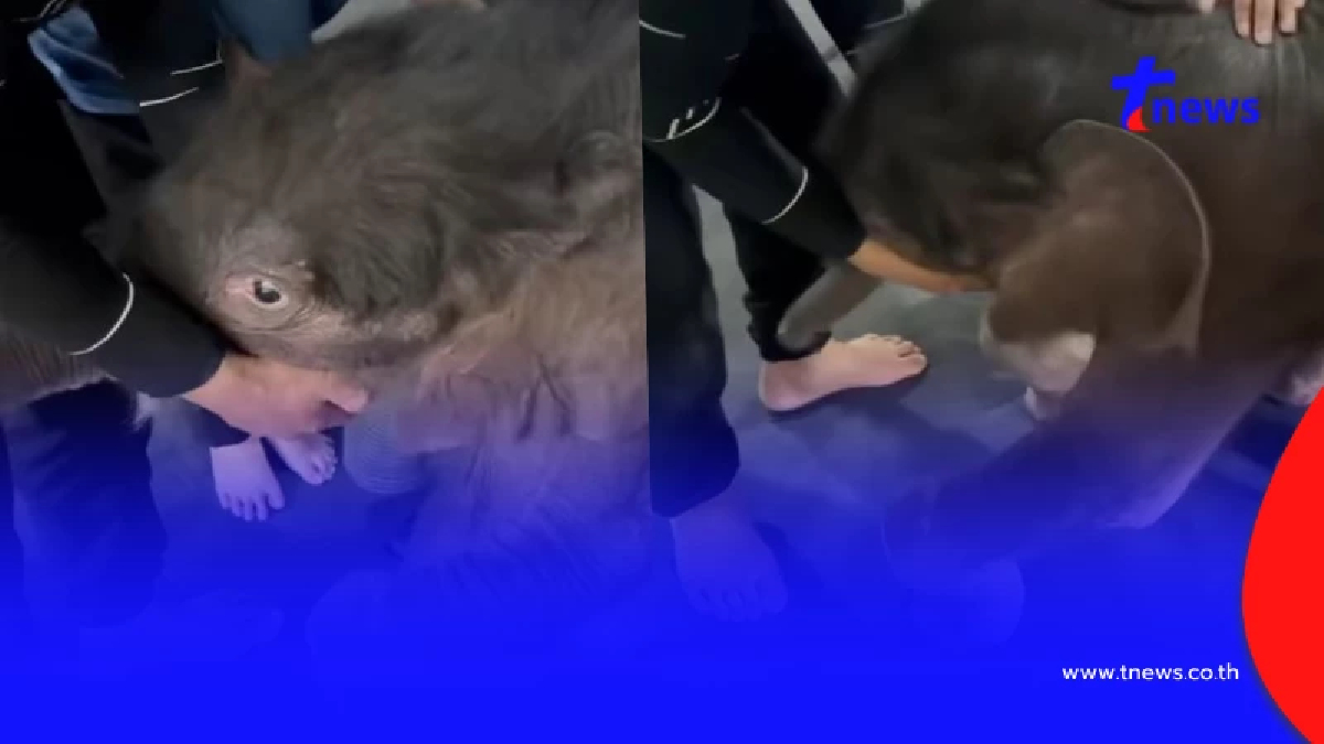 น้ำตาซึม เปิดคลิป "น้องข้าวต้ม" ฝึกเดิน หัวใจเกินร้อยจริงๆ