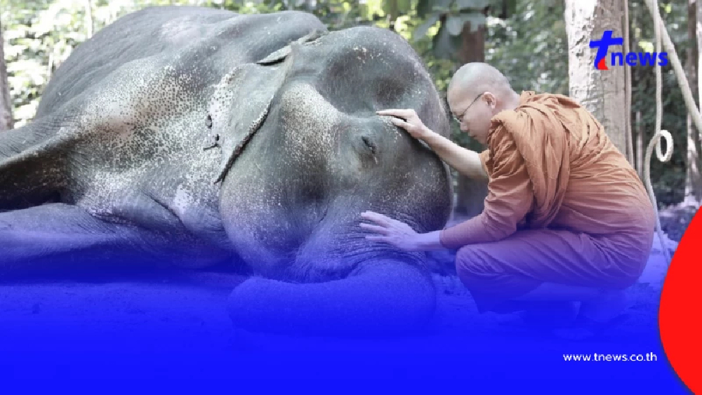 สิ้น "พลายบุญแสน" ช้างมรดกแผ่นดิน ล้มอย่างสงบในวันออกพรรษา