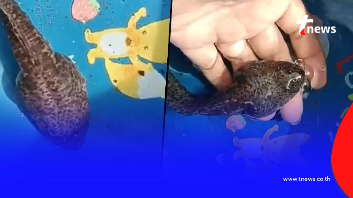 ฮือฮา พบ "ลูกอ๊อดยักษ์" ล่าสุด รู้แล้ว ที่แท้มันคืออะไร