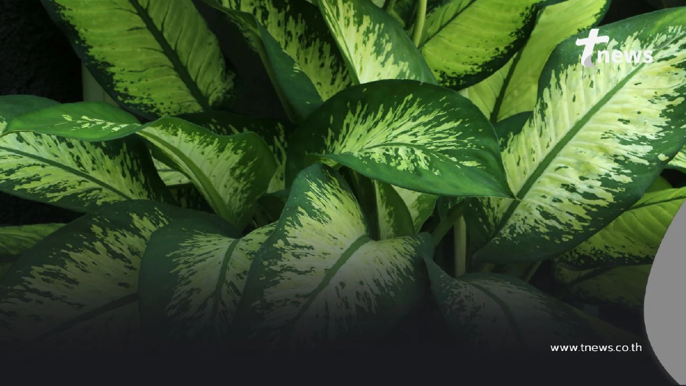 เสริมโชคลาภ 7 ต้นไม้มงคล "ปลูกหน้าบ้าน" ตามหลักฮวงจุ้ย