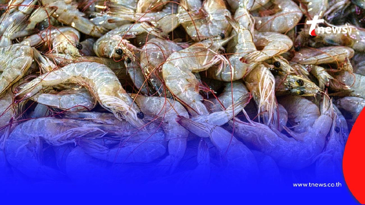 2 สิ่งบนตัวกุ้ง ที่ไม่ควรกิน ถึงแม้จะอร่อยแค่ไหนก็ตาม