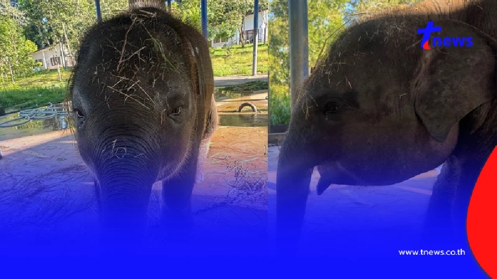 สู้กันต่อ น้องต้นหนาว อาการยังทรงๆ เจอช้างเลือดเข้ากันแค่ 1 เชือก