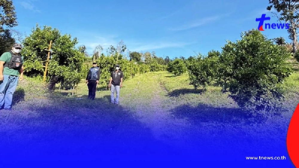 จับต่างด้าว ทำสวนส้มเถื่อนเชียงใหม่ ผู้มีอิทธิพลอยู่เบื้องหลัง