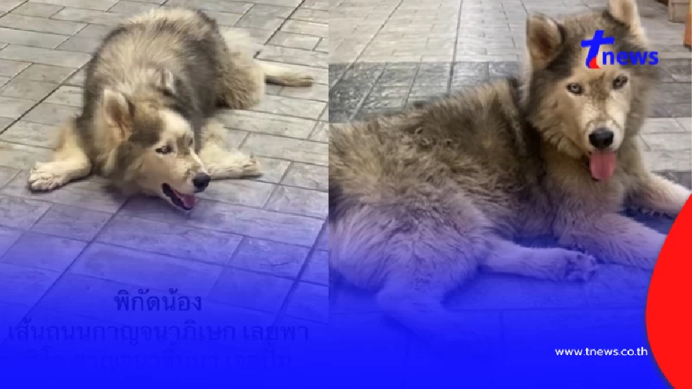 คดีพลิก“ไซบีเรียน”น่าสงสารไม่ได้หลง ระดับลูกท่านปธ.ปลอมตัวมา