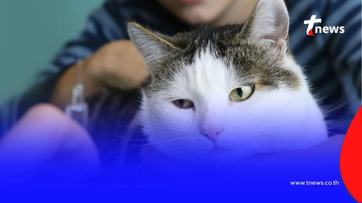 สิทธิประโยชน์ประกันสังคม ฉีดวัคซีนพิษสุนัขบ้า "ฟรี" มีรายละเอียด