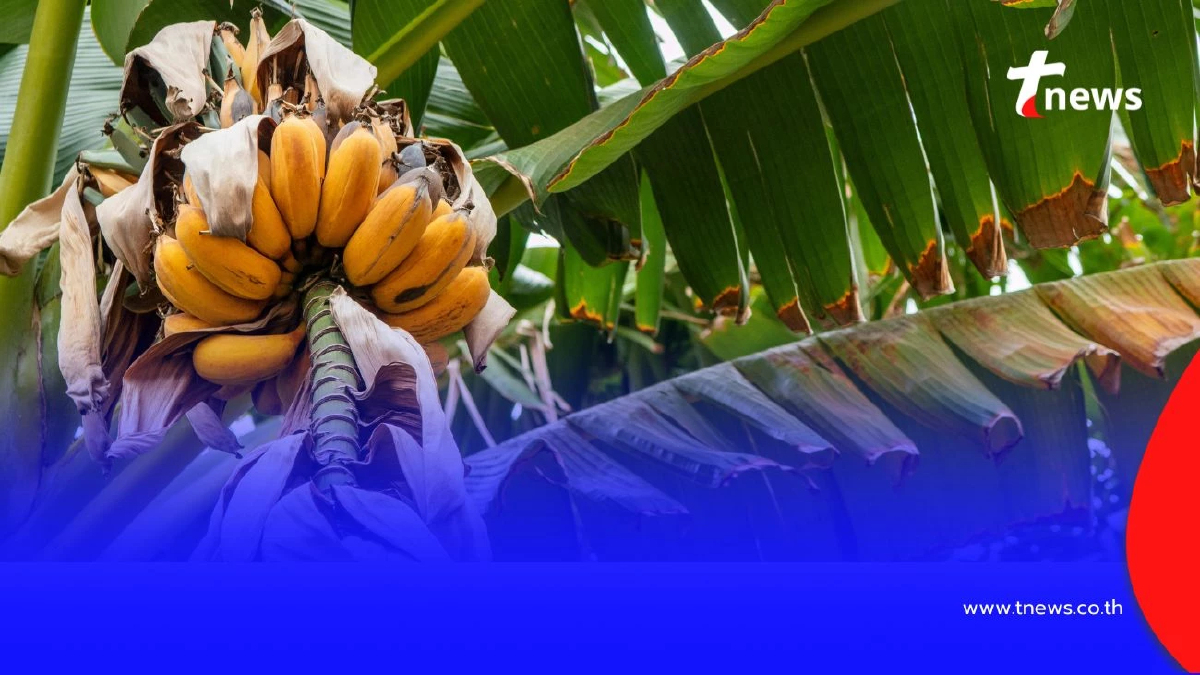 วิธีเก็บกล้วย เก็บยังไง เก็บแบบไหน ให้กล้วยอร่อยมากที่สุด