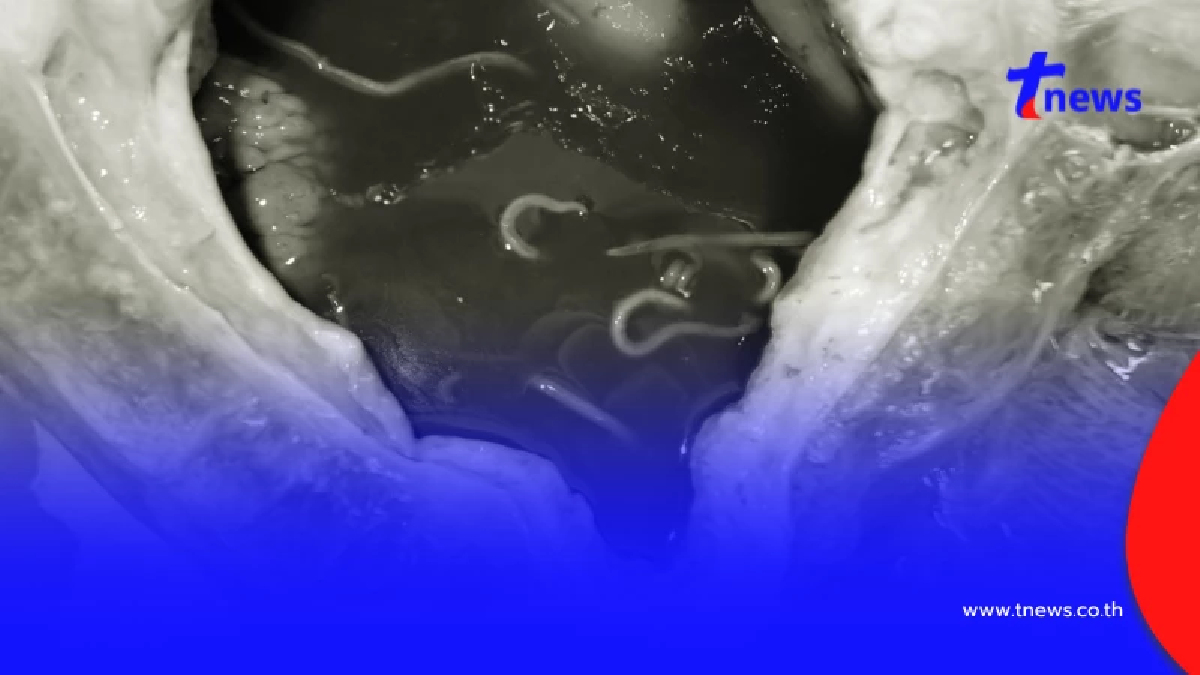 สุดสงสาร พะยูนเกยตื้นดับ สภาพเน่าเปื่อย เปิดปากดูขนลุก