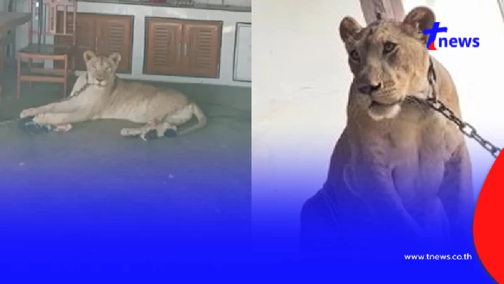 ชะตากรรมล่าสุด "มเหสี" สิงโตหลุดออกไปทำร้ายชาวบ้านใน กาญจนบุรี