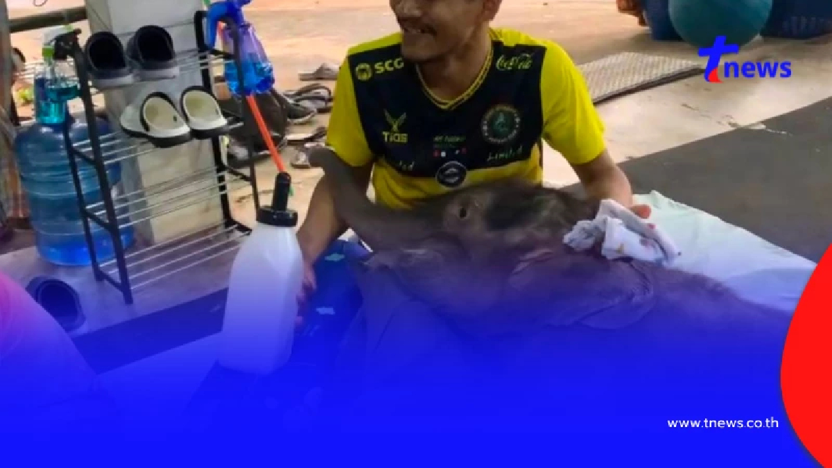 ทีมสัตวแพทย์เร่งฟื้นฟู"ข้าวต้ม"ลูกช้างป่า เจอวิกฤตน้ำตาลตก