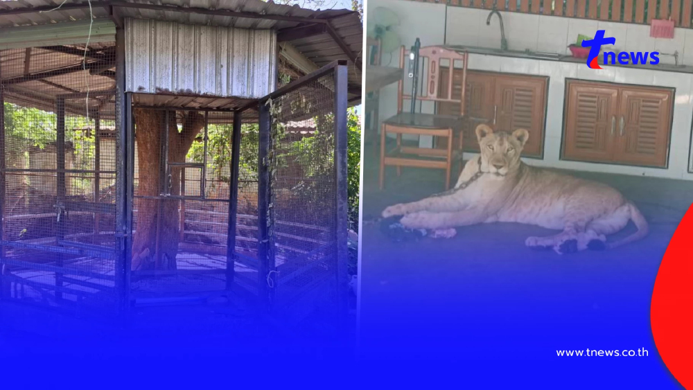 เปิดอาการเด็กชาย-ชาวบ้าน ถูกสิงโตของอินฟลูฯดัง หลุดจากกรงขย้ำ