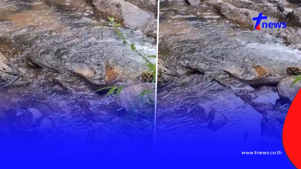 ขนลุกซู่ สาวมาเที่ยวน้ำตก เจอเจ้าถิ่นตัวใหญ่ นอนแช่น้ำฉ่ำ