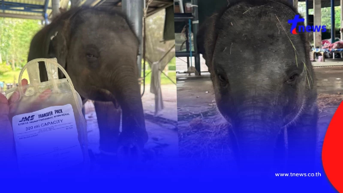 บีบใจหนัก ผลตรวจอวัยวะภายใน "น้องต้นหนาว" ยิ่งสงสารจับใจ