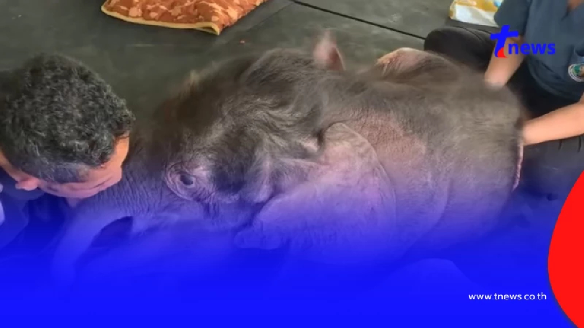 "น้องข้าวต้ม" ดีขึ้น ล่าสุดทีม มช. ร่วมฟื้นกล้ามเนื้อเต็มกำลัง