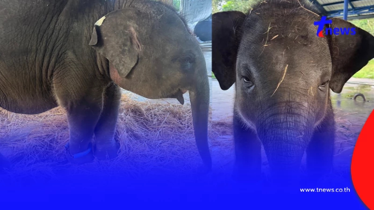 สงสารจับใจ "น้องต้นหนาว" อาการล่าสุด เห็นภาพยิ่งหดหู่