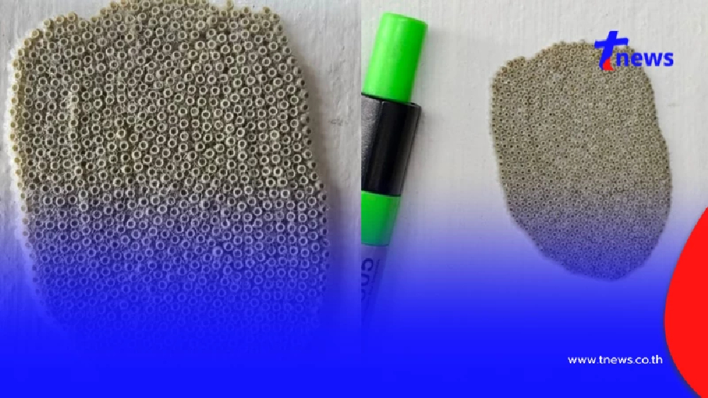 ไข่ปริศนาติดผนังบ้าน ซูมดูยิ่งขนลุก ก่อนผู้รู้เฉลย คนเดาไม่ถูก