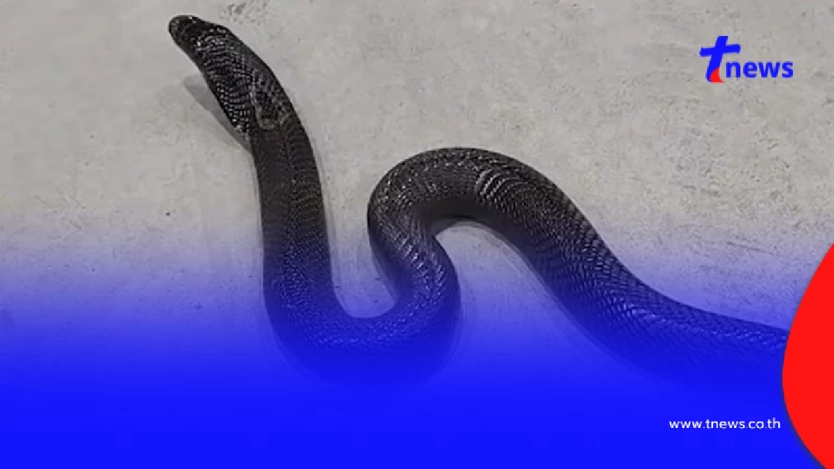 หนุ่มโดนถูกงูเห่ากัด เฮือกสุดท้ายโทรบอกรักยาย ก่อนสิ้นใจคาสาย