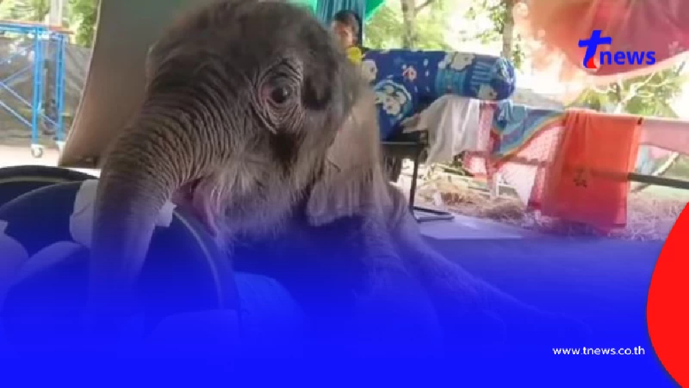 "น้องข้าวต้ม" มีสัญญาณดี พยายามลุกยืนเอง ยอมหัวใจหนูเลย