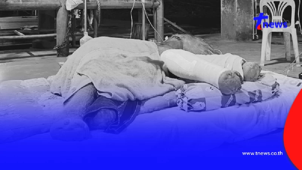 สุดยื้อ ลูกช้างวัย 11 วัน กลับดาวแล้ว หลังถูกแม่เตะขาหัก