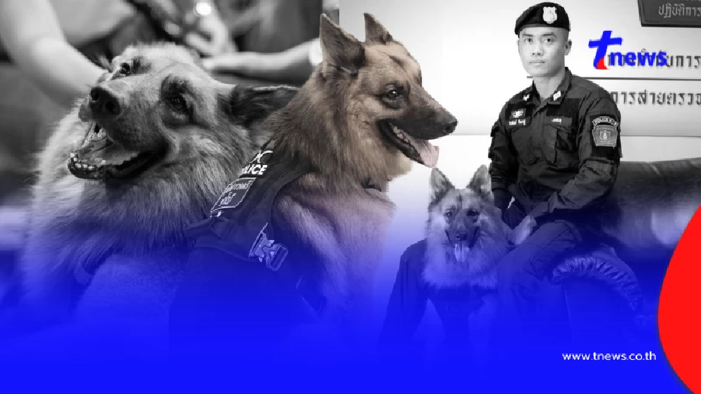 เศร้าหนัก "สุนัขตำรวจตรีซาโบ้" K9 ชื่อดัง จากไปอย่างสงบ