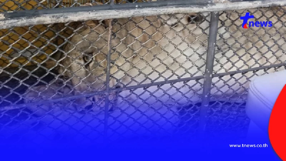 ภาพล่าสุดสิงโตหลุดไปกัดชาวบ้าน จะไม่ได้อยู่ในบ้านเดิมอีกต่อไป