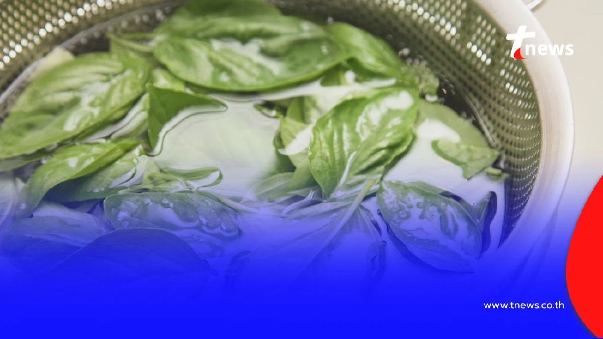 แม่บ้านควรรู้ วิธียืดอายุใบกะเพรา-ผักชี ด้วยของในครัวเพียงชิ้นเดียว