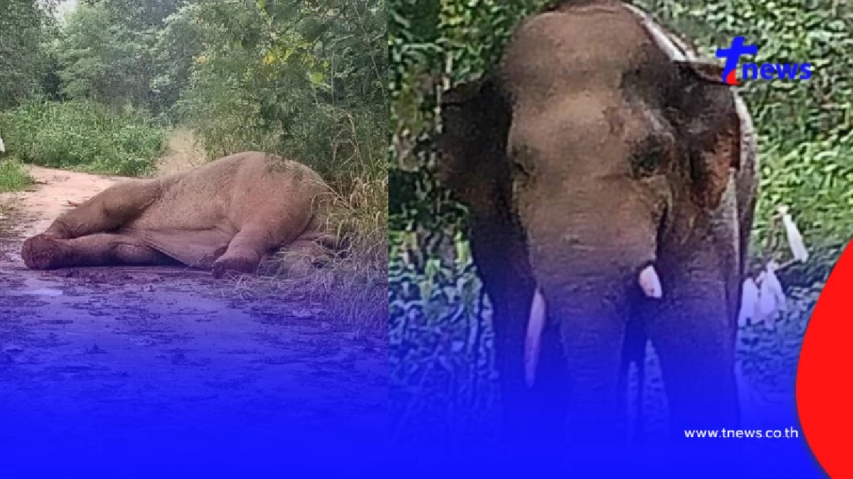 รู้แล้ว ช้างป่าตัวไหนโดนไฟช็อตเจ็บหนัก ที่แท้ตัวตึงเขาใหญ่