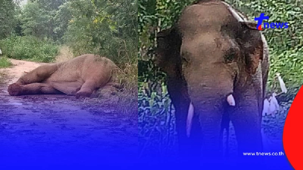 รู้แล้ว ช้างป่าตัวไหนโดนไฟช็อตเจ็บหนัก ที่แท้ตัวตึงเขาใหญ่