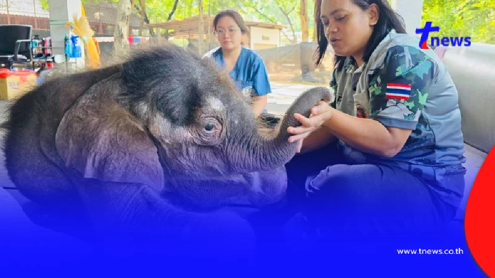 น่าห่วง อาการล่าสุด "น้องข้าวต้ม" ลูกช้างพลัดหลง มีแรงน้อยลง