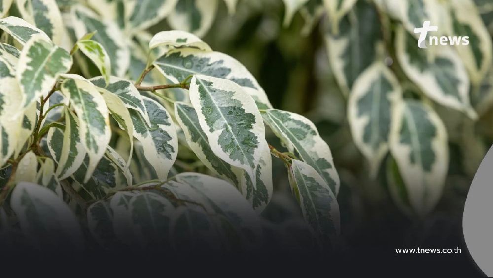 เปิดเจาะ 3 ไม้ประดับ คนนิยมปลูก ทั้งหรู ทั้งฟอกอากาศได้ มีอะไรบ้าง