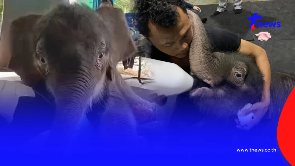 แม่ๆได้เฮ อาการล่าสุด "น้องข้าวต้ม" ลูกช้างพลัดหลง ใจฟูไม่ไหว
