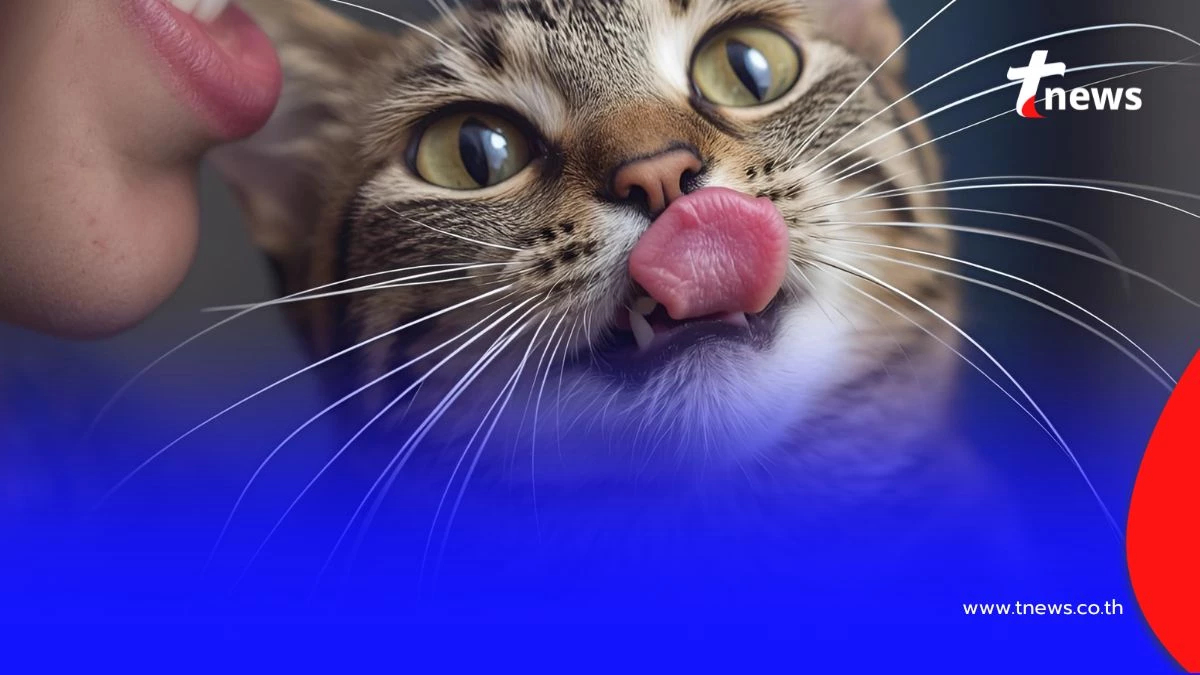 พาส่อง 7 ภาษากาย วิธีสังเกตแมวบอกรัก สัญญาณที่ทาสควรรู้