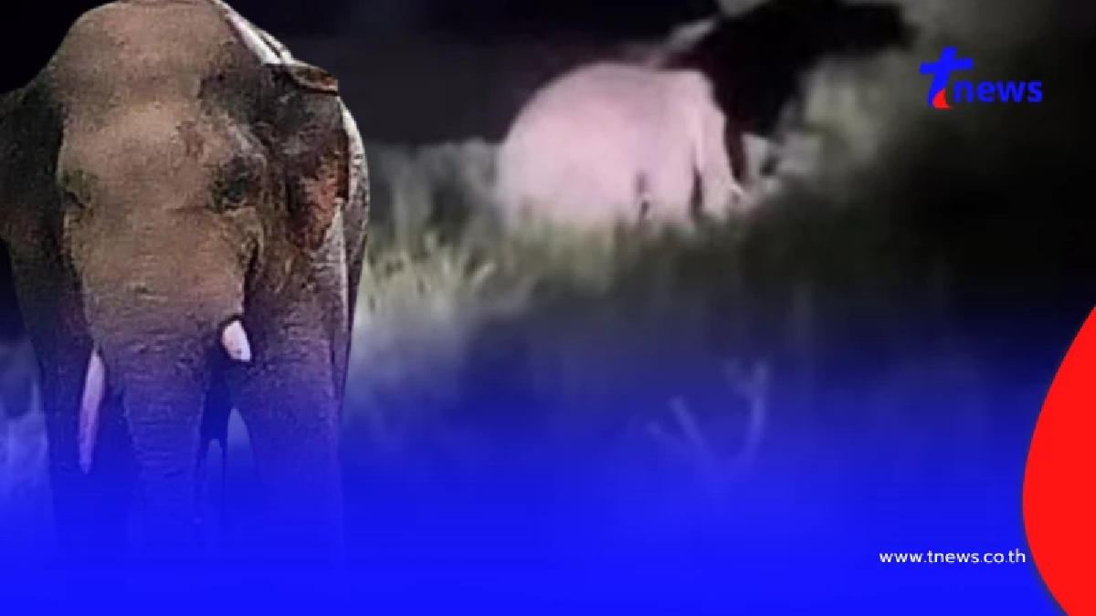 เจอแล้ว พลายเบี่ยงใหญ่ อาการล่าสุด หลังถูกไฟช็อต ก่อนหนีเข้าป่า