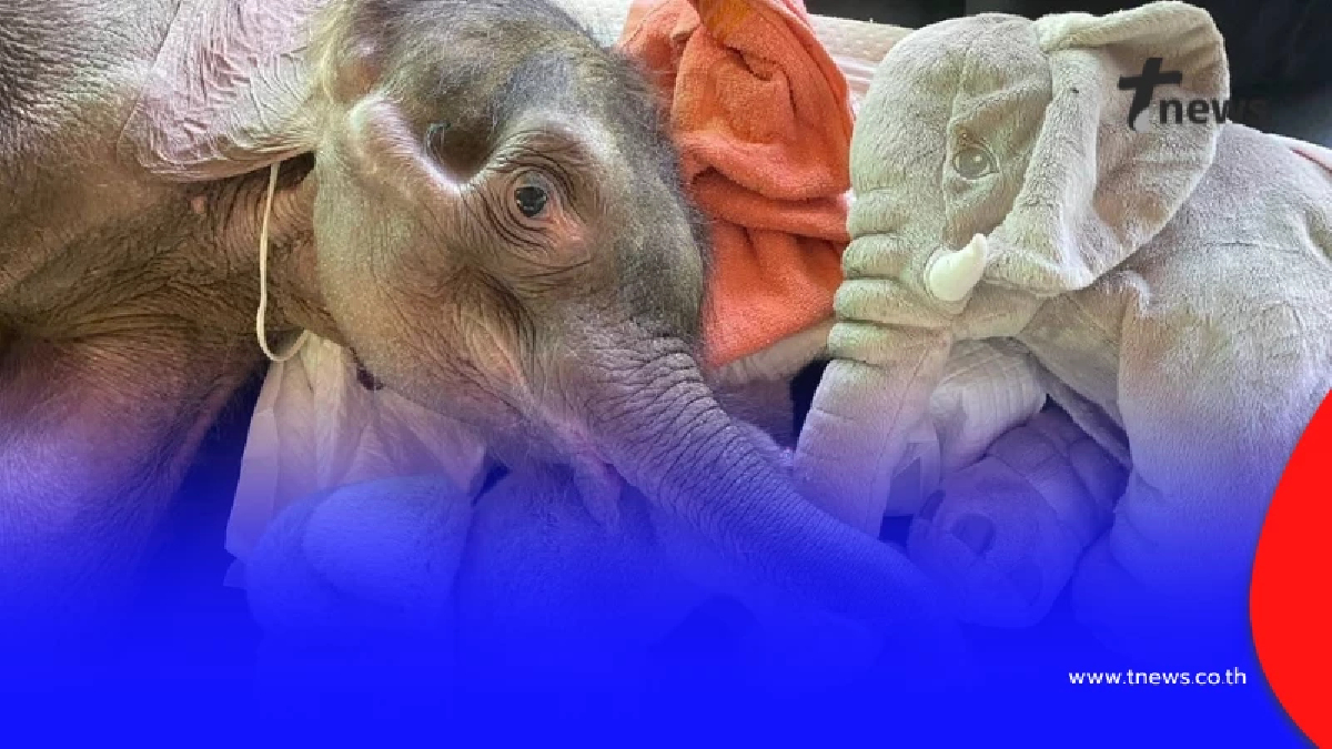 สู้ไม่ถอย "น้องข้าวต้ม" อาการน่าห่วง พบตับเป็นพังผืด-หัวใจโต