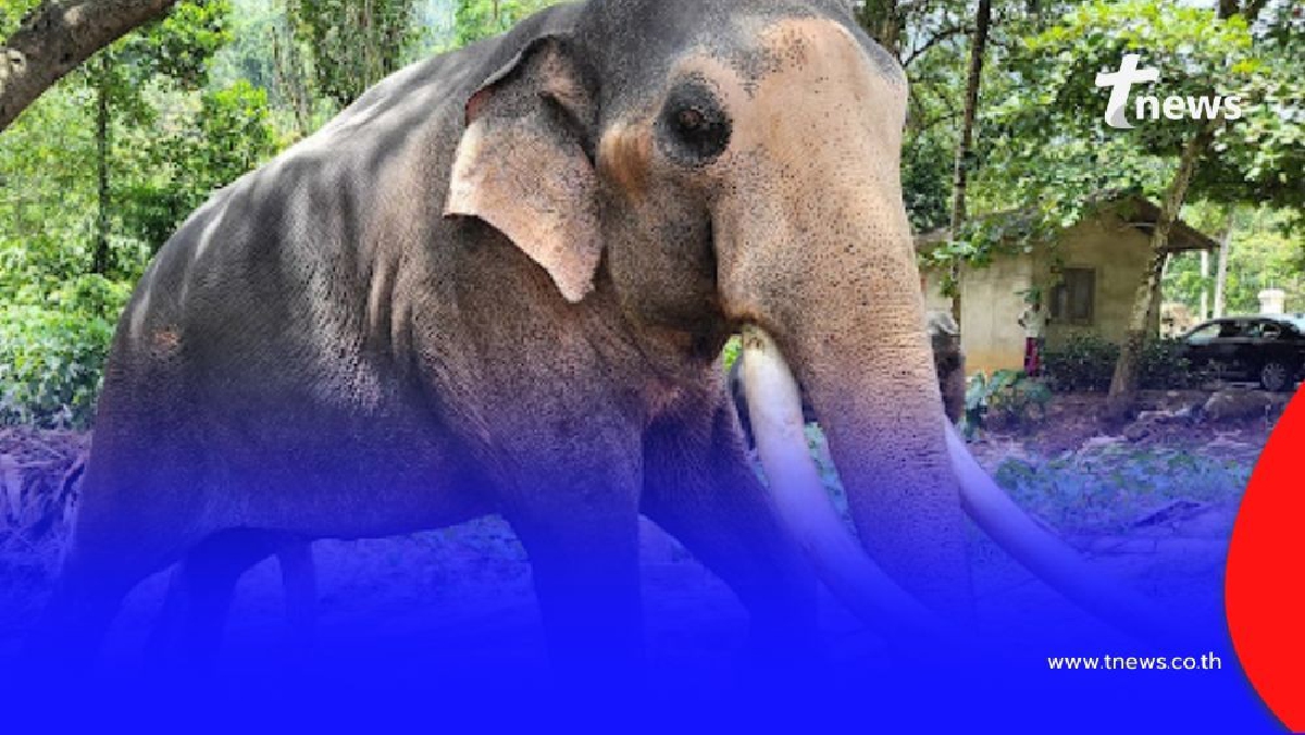 .รัฐบาลไทย เดินหน้าแผนเจรจา ดึงช้าง ทูตสันถวไมตรี กลับสู่แผ่นดินแม่.