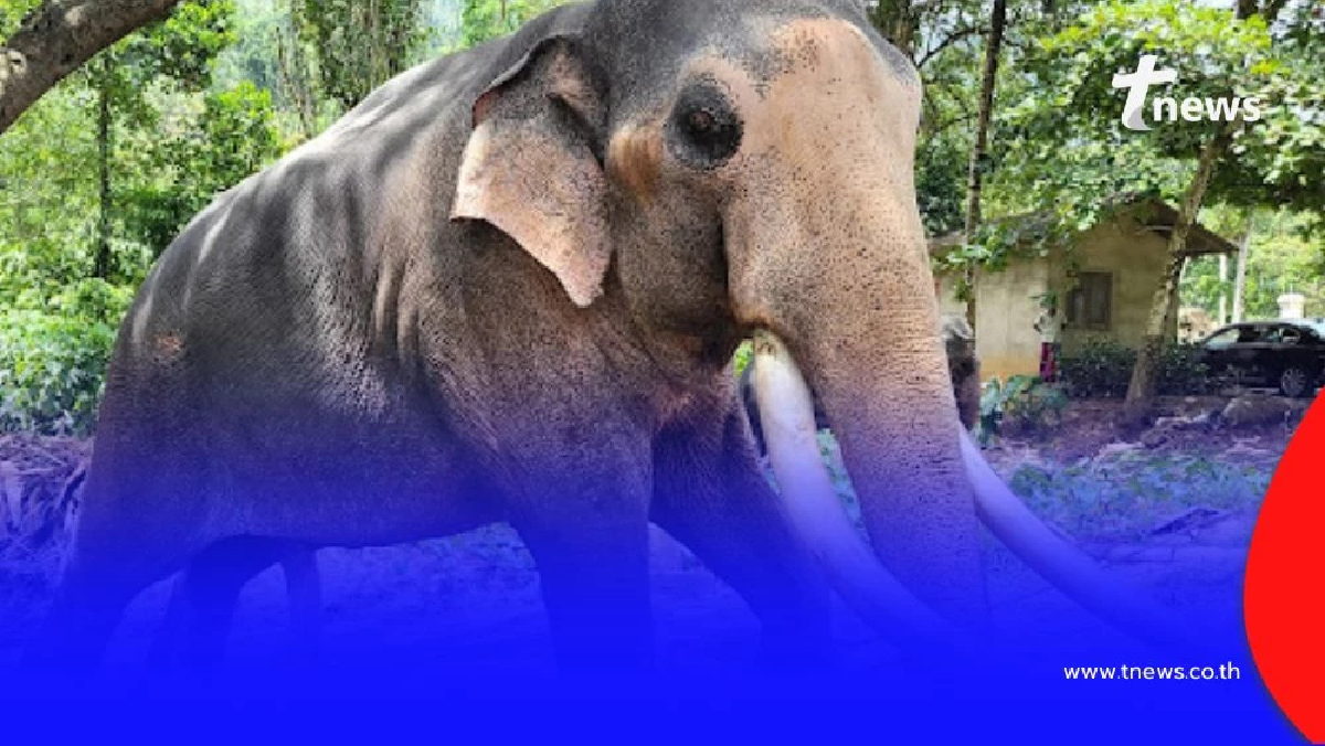 รัฐบาลไทย เดินหน้าแผนเจรจา ดึงช้าง ทูตสันถวไมตรี กลับสู่แผ่นดินแม่