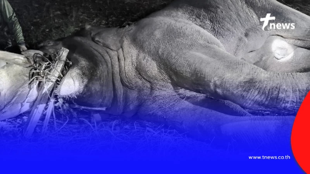 เปิดอายุ "พลายม้วน" ช้างป่าเขาคิชฌกูฏ เสียดายจบชีวิตสุดสลด