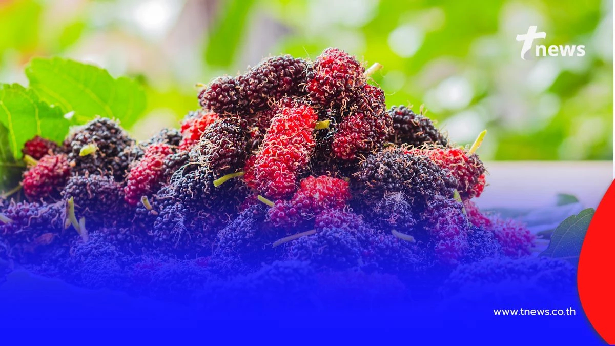 ลูกหม่อน แก้ไขข้ออักเสบ ท้องผูก ขับเสมหะได้จริงหรือไม่