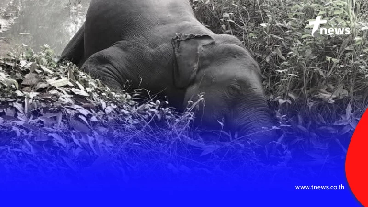 จนท.อาวุโสเห็นภาพช้างล้ม 3 ตัว เย็นวาบ ขออย่าเป็นอย่างที่คิด
