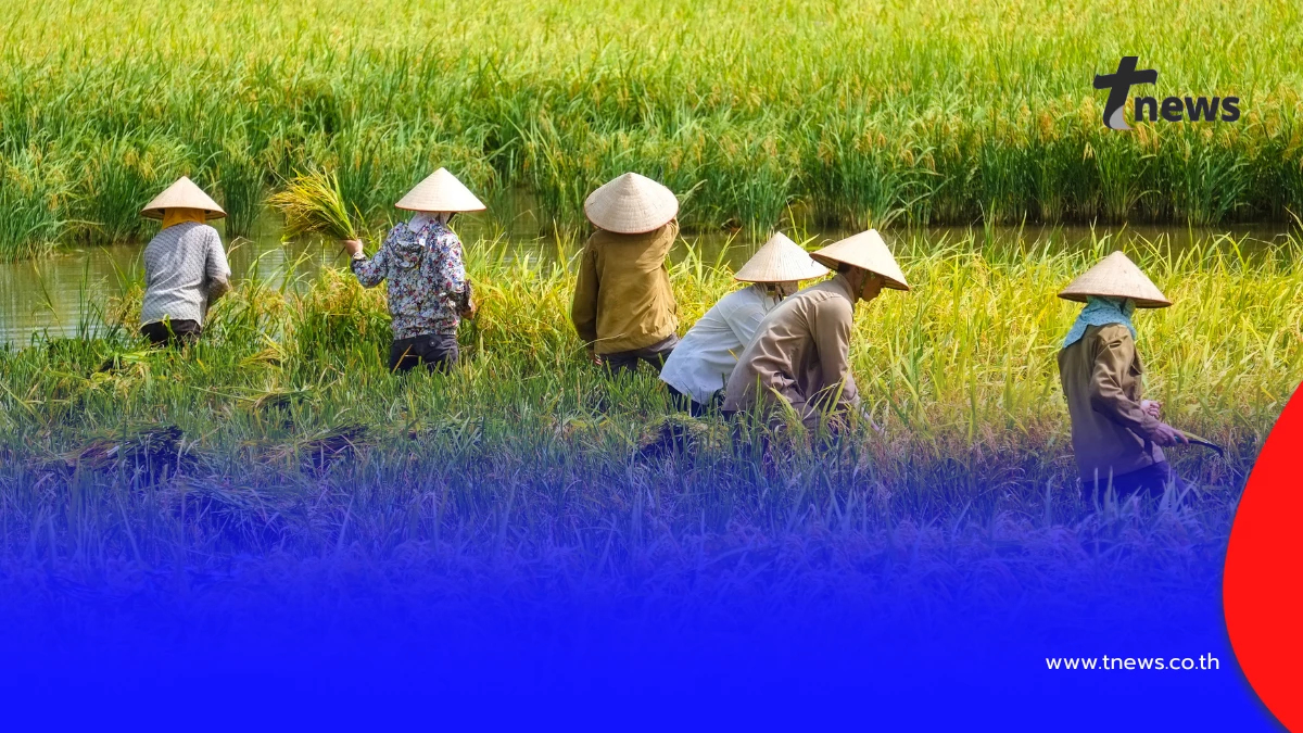 ชาวนาเดือดร้อนหนัก ราคาข้าวต่ำสุดในรอบปี ไม่พอจ่ายต้นทุน