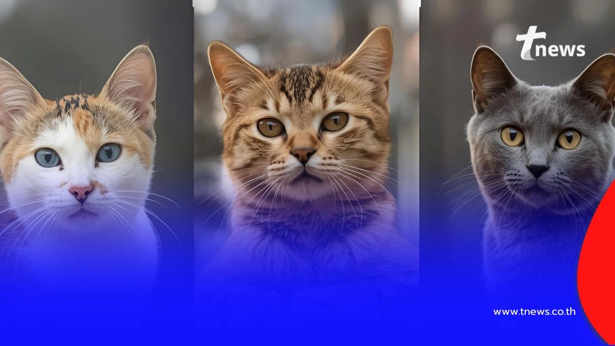 แมวไทยโบราณ 5 สายพันธุ์ มีความเก่าแก่ใกล้เคียงกับแมวอียิปต์