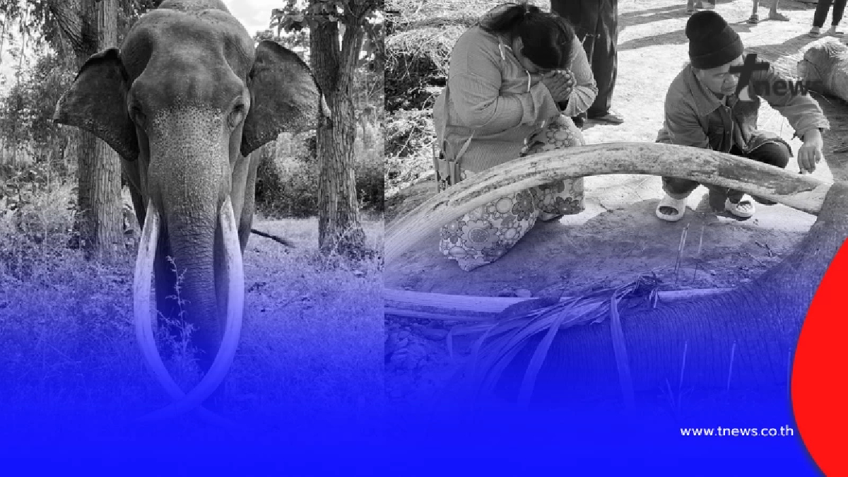 เศร้า "พลายสมคิด" ช้างงางามล้มแล้ว จากไปกะทันหันไม่ทันตั้งตัว