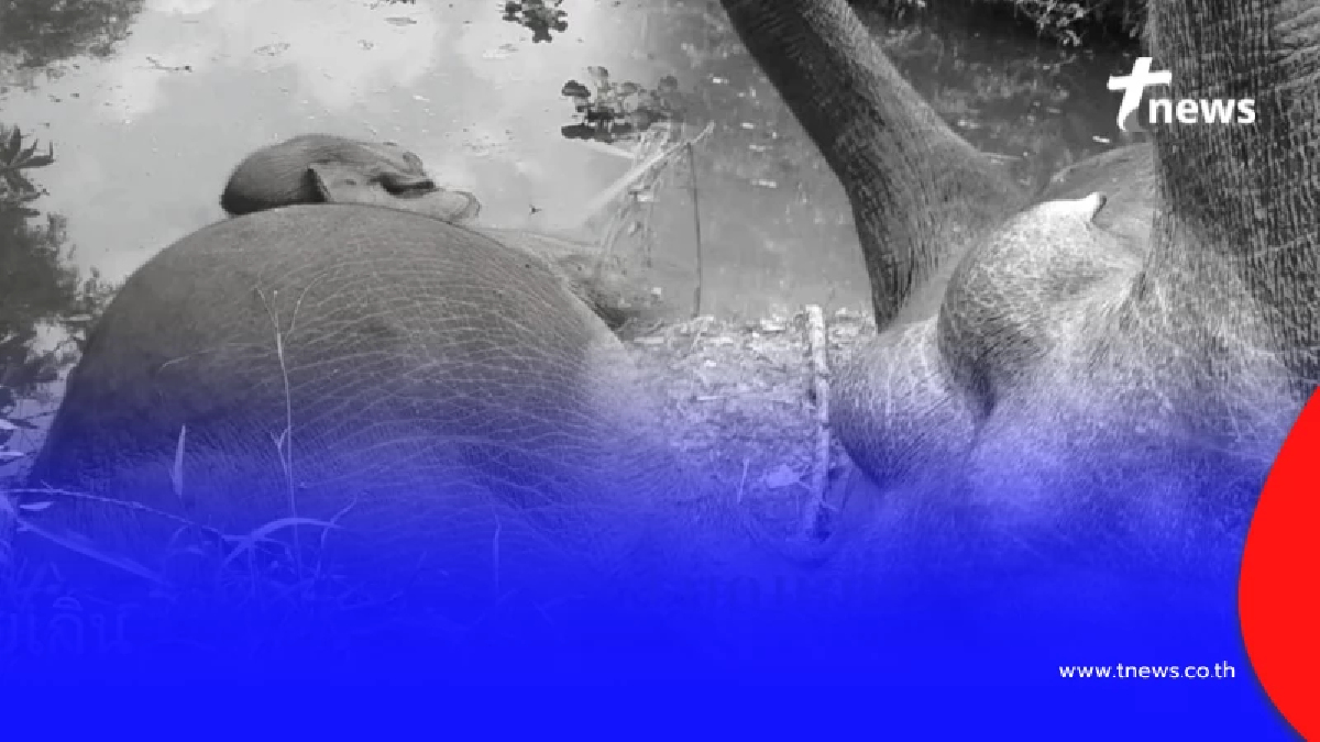 เศร้า เปิดข้อมูล 1 ใน 3 ช้างป่าถูกไฟช็อตล้ม ยิ่งสะเทือนใจ
