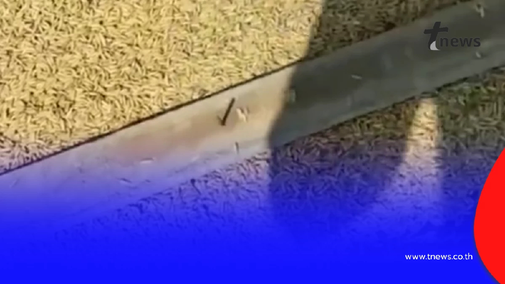 แบบนี้ก็ได้? ตากข้าวบนถนน แถมวางไม้ตะปูชี้ขึ้นป้องกันรถทับข้าว