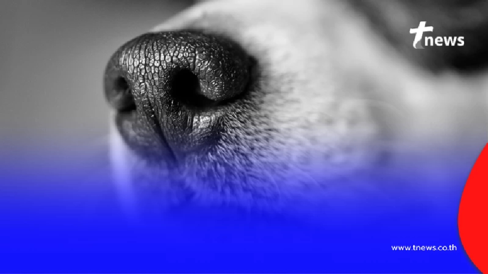 ออกแล้ว ผลตรวจ หนุ่มใหญ่นำสุนัขมาทำเป็นซอยจุ๊ ก่อนเปิบพิสดาร