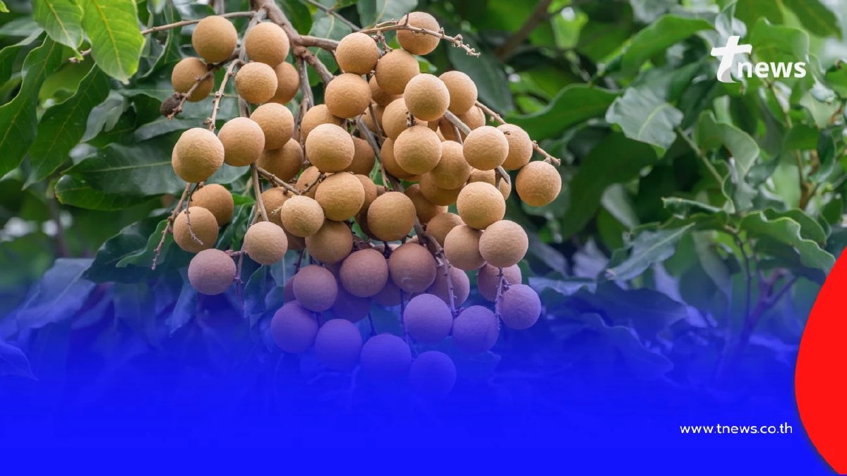 เปิดพื้นที่ 8 จังหวัด ได้รับสนับสนุนค่าใช้จ่าย ไร่ละ 1,000 บาท