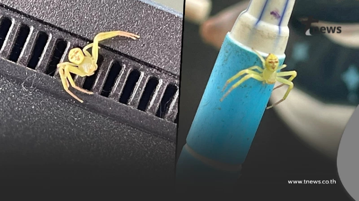 รู้แล้ว "แมงมุมหน้าคน" ที่แท้มันคืออะไรกันแน่ ชาวเน็ตแชร์สนั่น