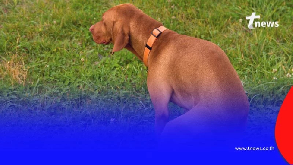 กฎใหม่ กทม. จำกัดจำนวนหมาแมว บังคับจดทะเบียนห้ามปล่อย มีข้อยกเว้น