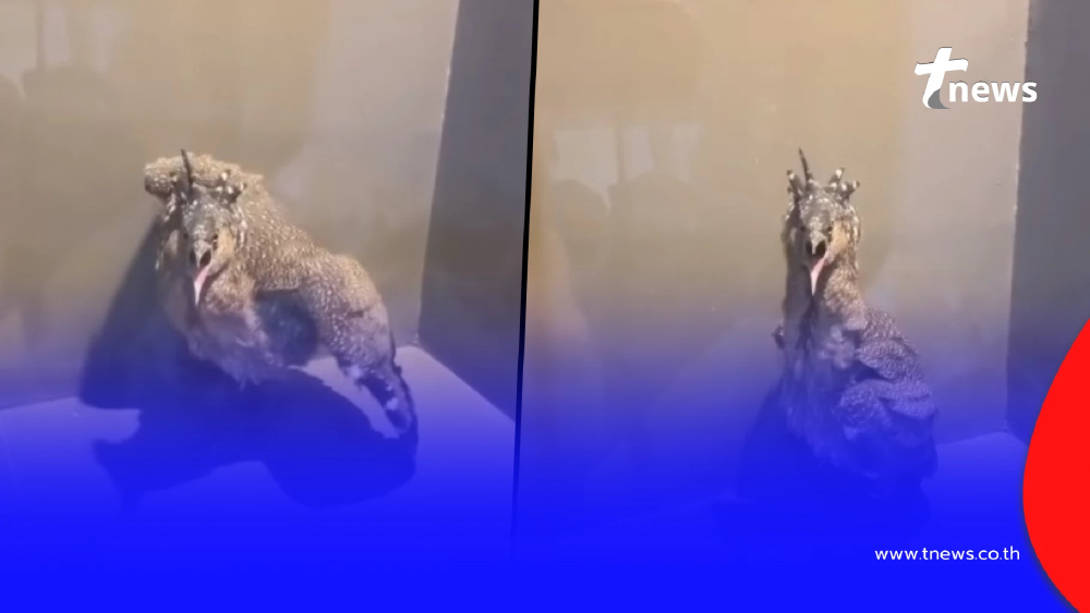 สงสัย นกอะไรบินเกาะระเบียงคอนโด ผู้รู้เฉลยนี่คือตัวละครลับในป่า