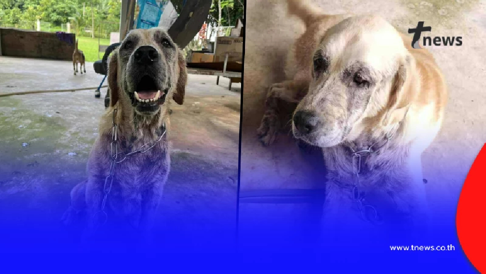 เปิดอาการ "น้องโซดา K9" ล่าสุด ชาวเน็ตแห่เป็นห่วงทั้งโซเชียล