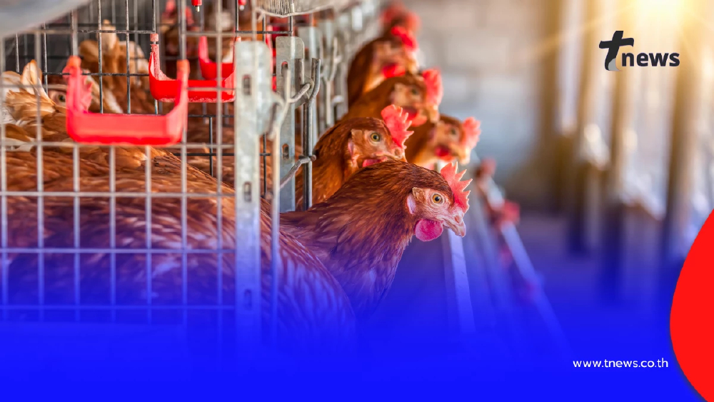 ปศุสัตว์แจ้งเตือน ผู้เลี้ยงสัตว์ปีกให้เฝ้าระวังโรคระบาด